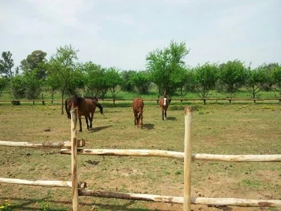 Equus Eno