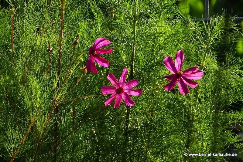 Botanischer Garten des KIT