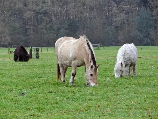 De Paardenkamp - Boerderij Vosseveld