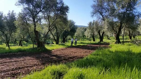 Azienda Agricola Francesca de Leo Alberti - Frantoio del Borgo