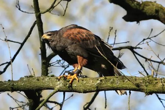 Woodland Hawking