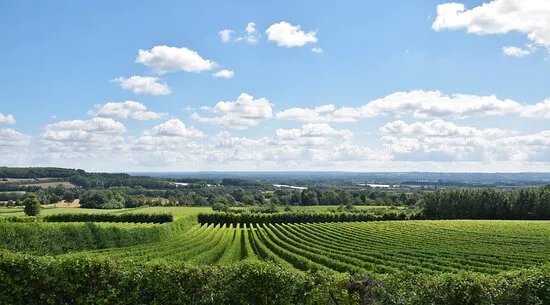 Yotes Court Vineyard
