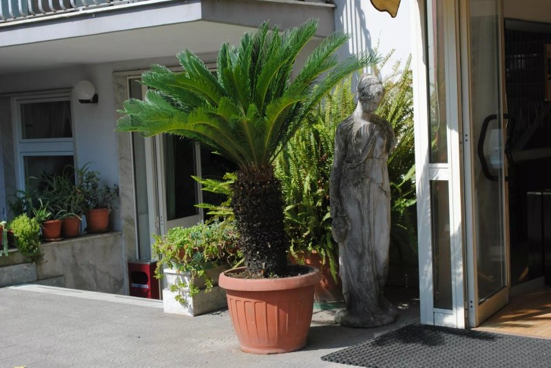 Hotel Calypso
