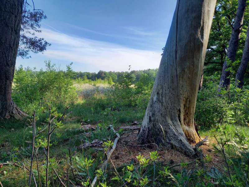 Bospark Langeloërduinen Norg