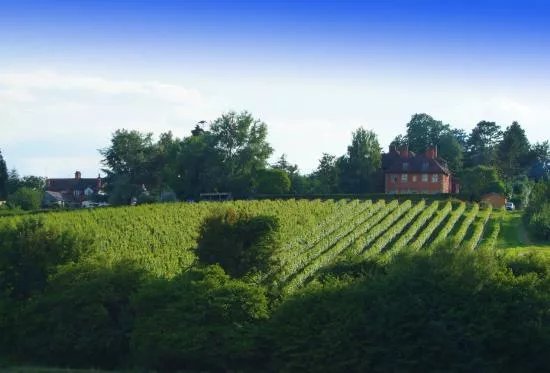 a'Beckett's Vineyard