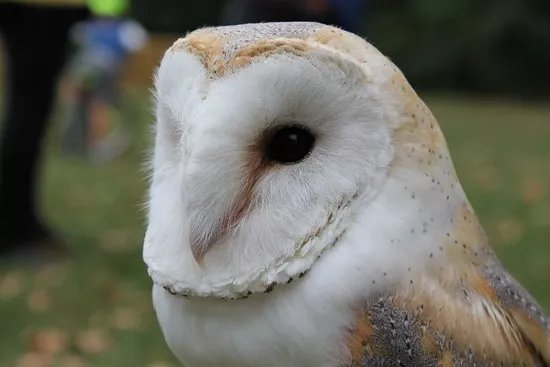 I Falconieri del Feudo