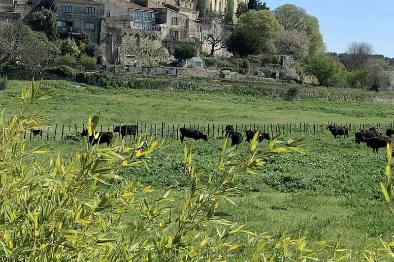 Between Nîmes and Montpellier, charming house in Aubais
