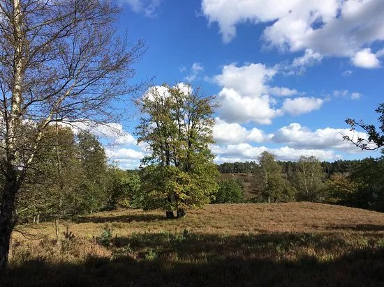 Fischbeker Heide