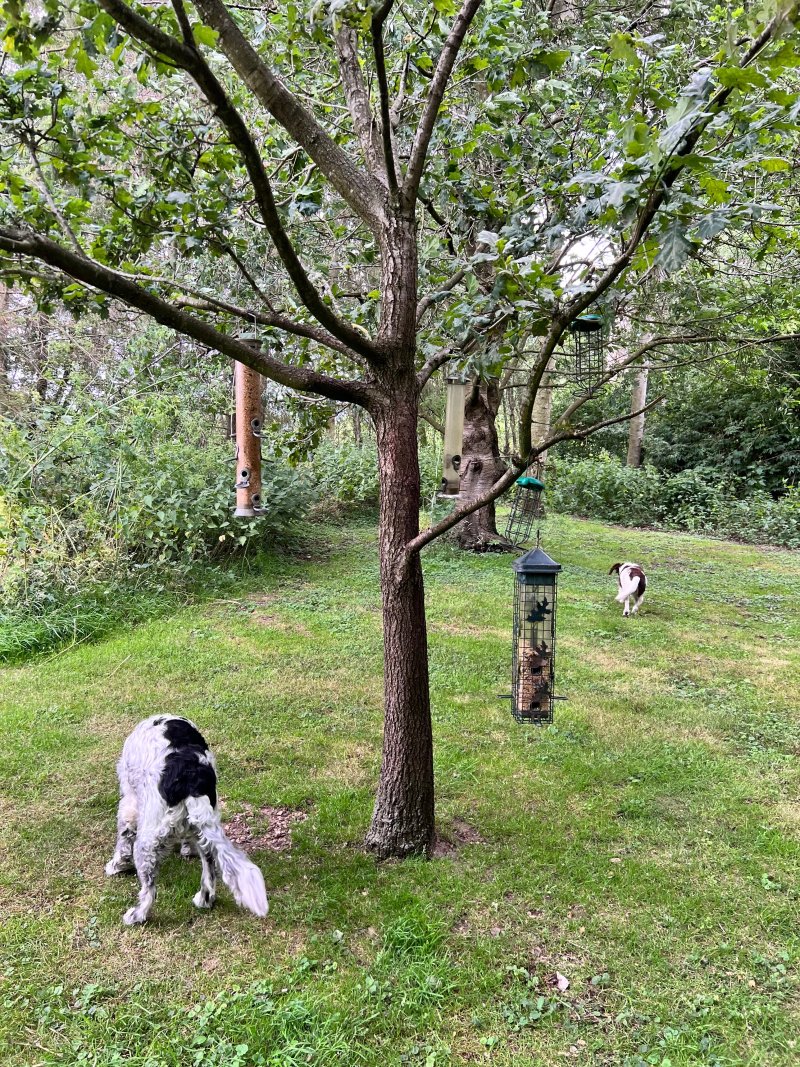 Alderwood Lodges