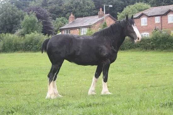 Cotebrook Shire Horse Centre