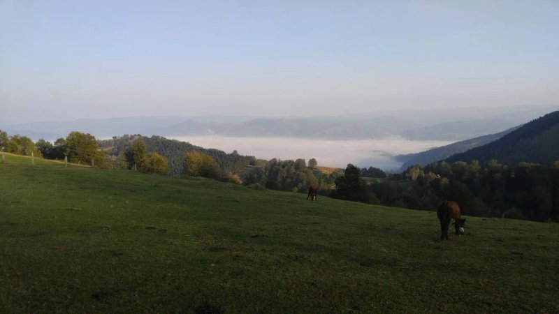 Bujor de Munte pension