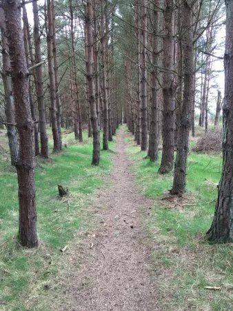 Ladybank Woods