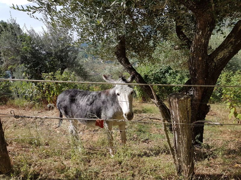 Agriturismo Il Pillone