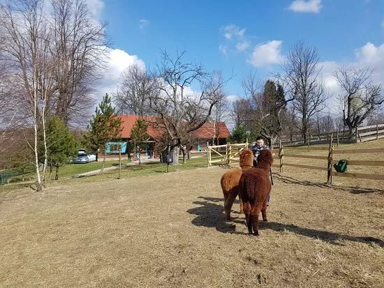 Alpaca Home
