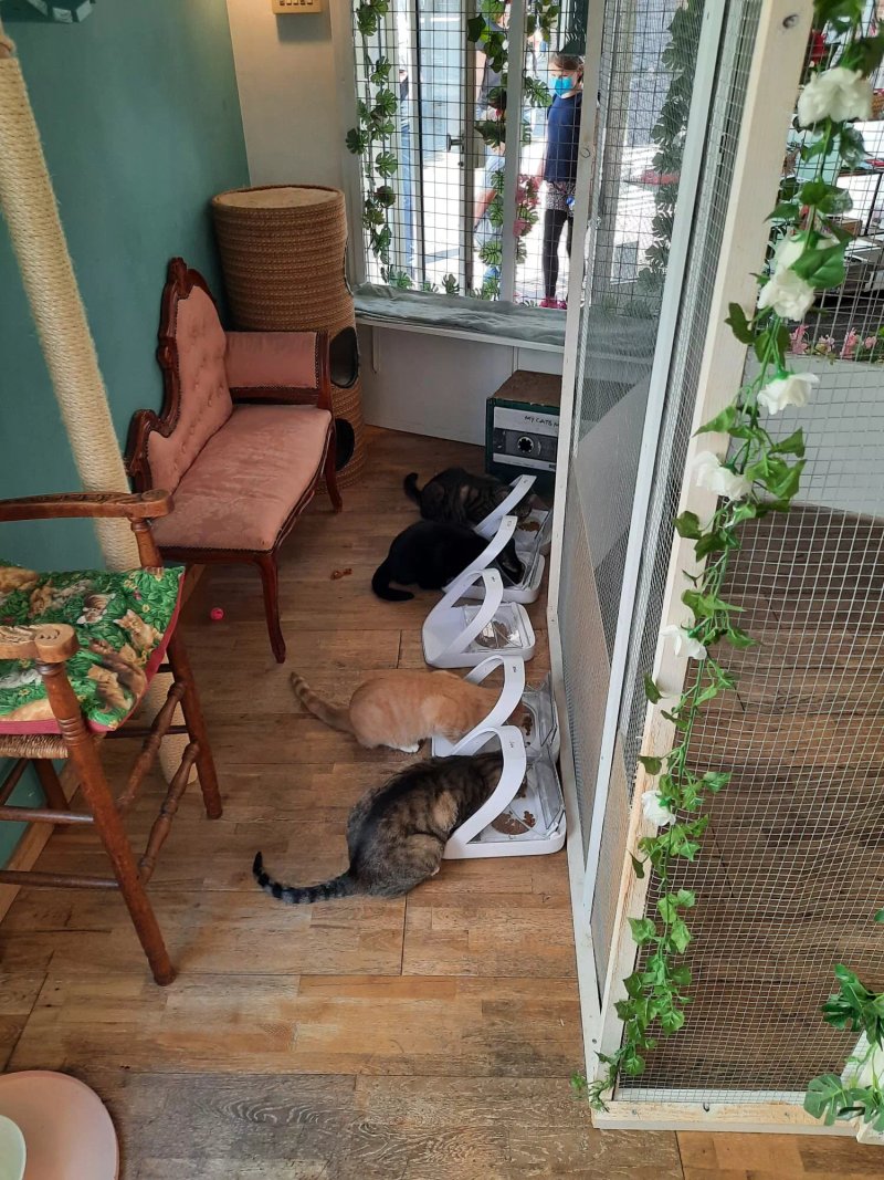Kattencafe Skatjes