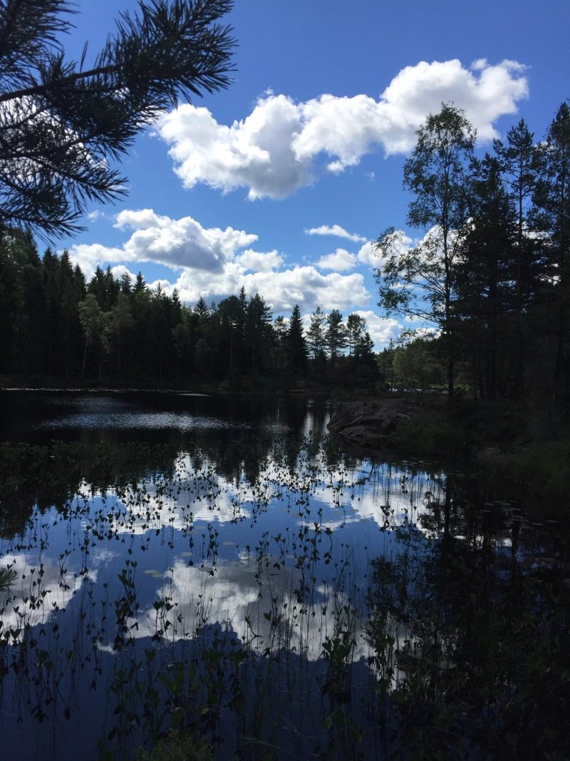 Kynnefjalls Natur