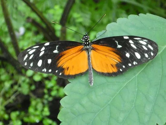 Seaforde Gardens and Tropical Butterfly House