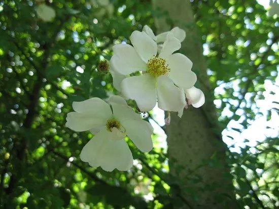 Il parco delle rose - orto-roseto Garlant Fabiani