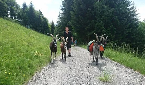 Bocktour