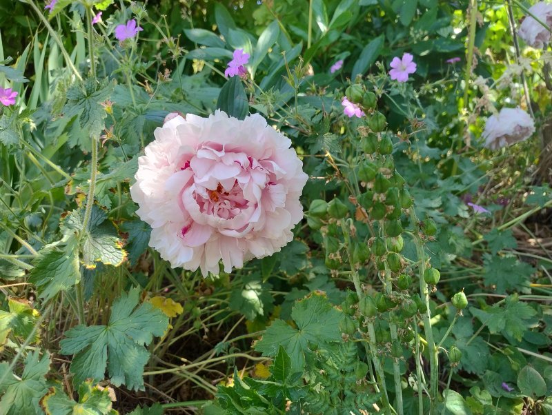 The Walled Garden Cafe