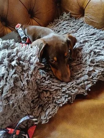 Fuggles Chapter ONE