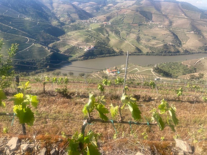Socalcos do Douro House