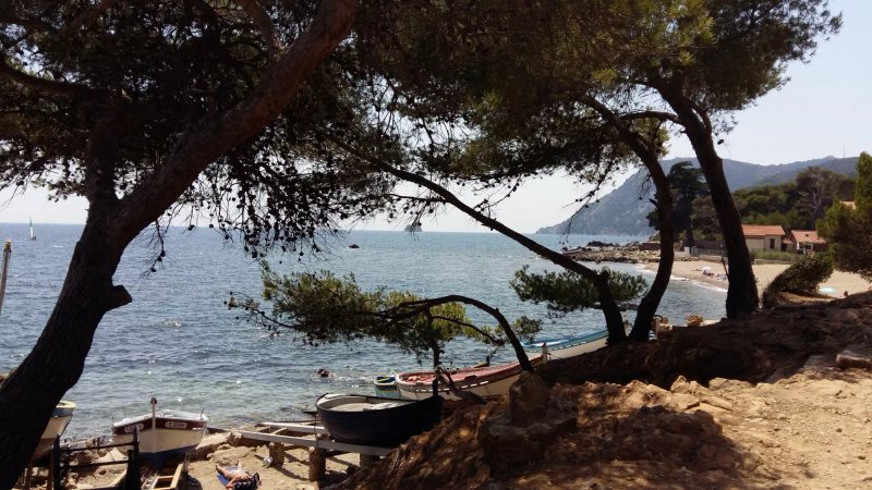 Les Pins Parasols