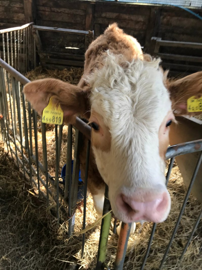 David's Organic Farm Wales