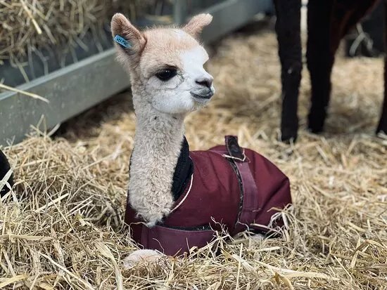 Macclesfield Alpacas