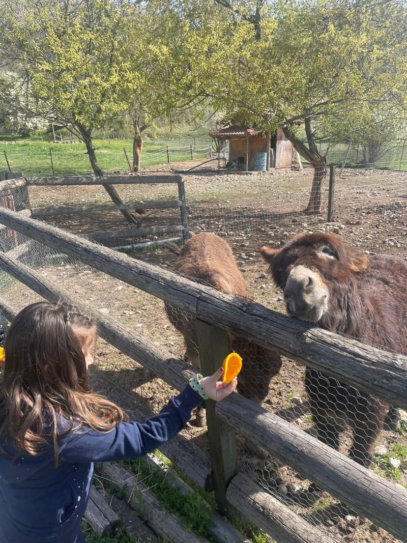 Orias Guesthouse & Farm