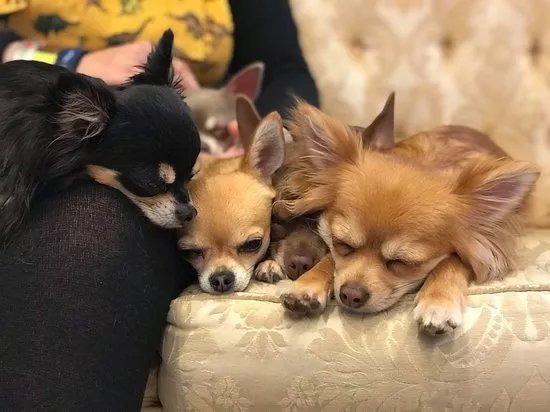 Edinburgh Chihuahua Cafe