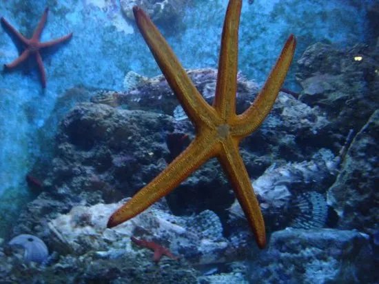 Dubrovnik Sea Aquarium