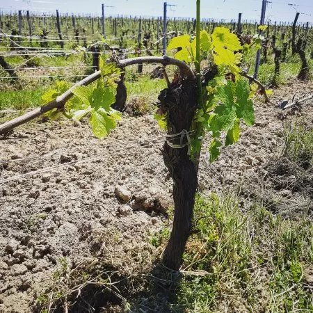Chateau Franc Baudron
