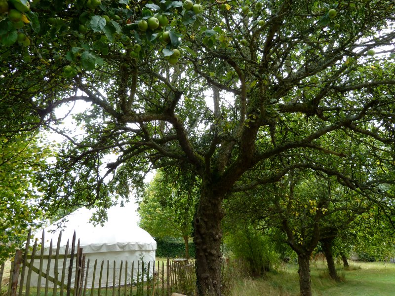 Orchard Yurt