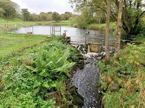 Lathalmond Fishery