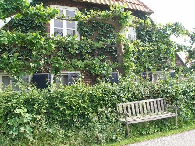 Pluktuin Theetuin Stadsland