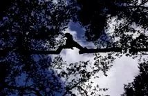 Nature Adventure