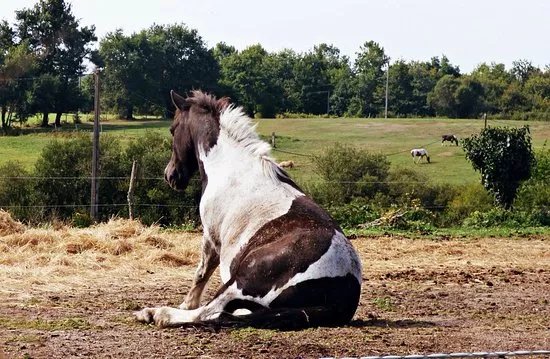 Espace Equestre du Fouilloux