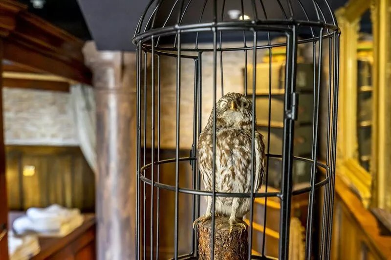 The Enchantment Chamber -  a couples retreat that sleeps 2 guests  in 1 bedroom