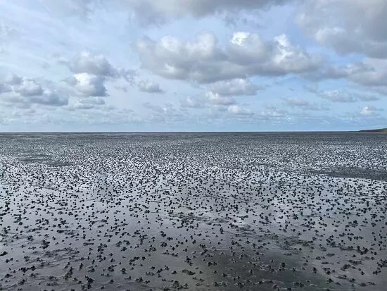 Wattwanderungen in Vollerwiek