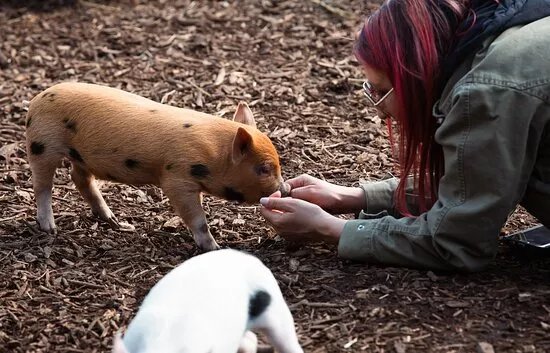Kew Little Pigs Farm Ltd