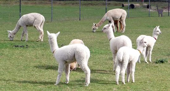 De Alpacaboerderij