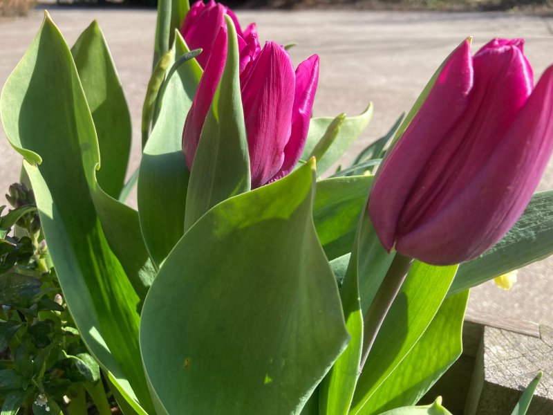 B&b De Marehoeve