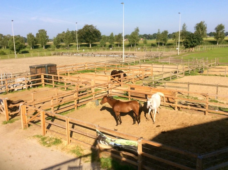 Human & Horse Hotel