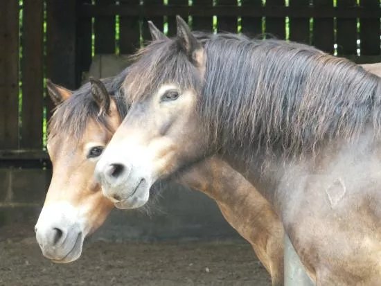 Exmoor Pony Centre