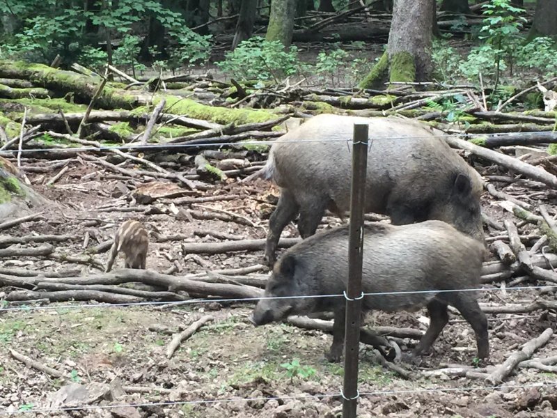 Waldgasthof Zum Gelaender