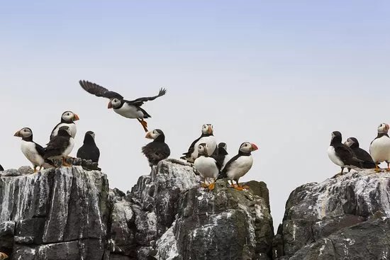 Farne Islands