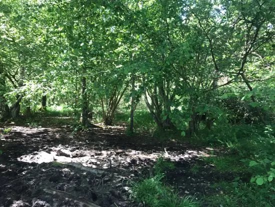 Wackelwald