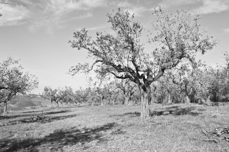 Agriturismo Il Cascinale