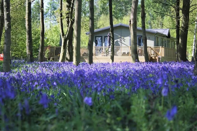 Woodland Lodge - With Hot Tub - Dog Friendly